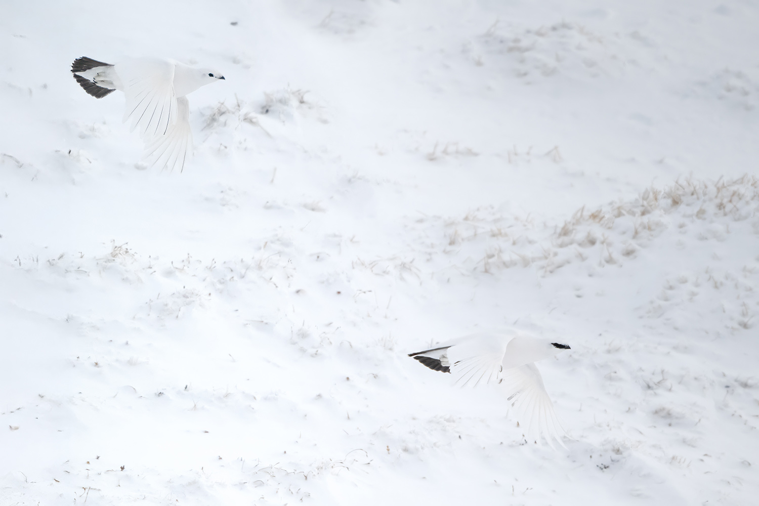 Schneehuhn Suchbild 2