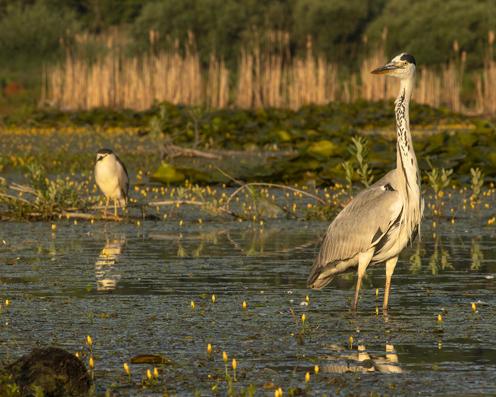 Vorne Graureiher, hinten Nachtreiher
