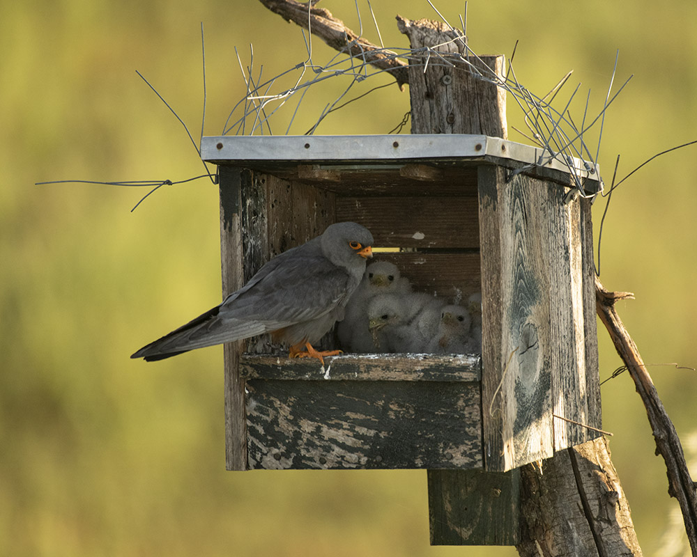 Rotfußfalke mit ihren Babys