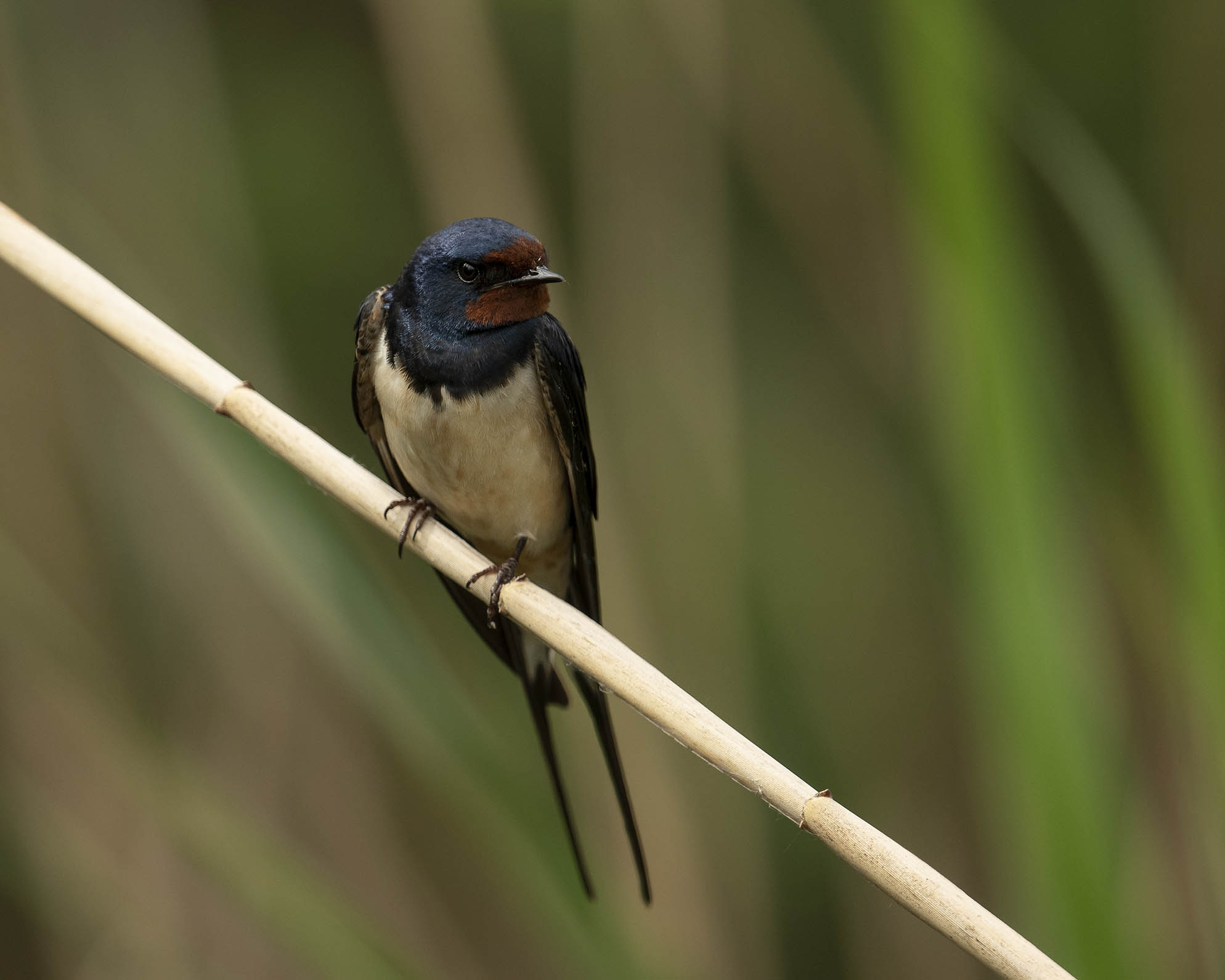 Rauchschwalbe mal in nahhhhh