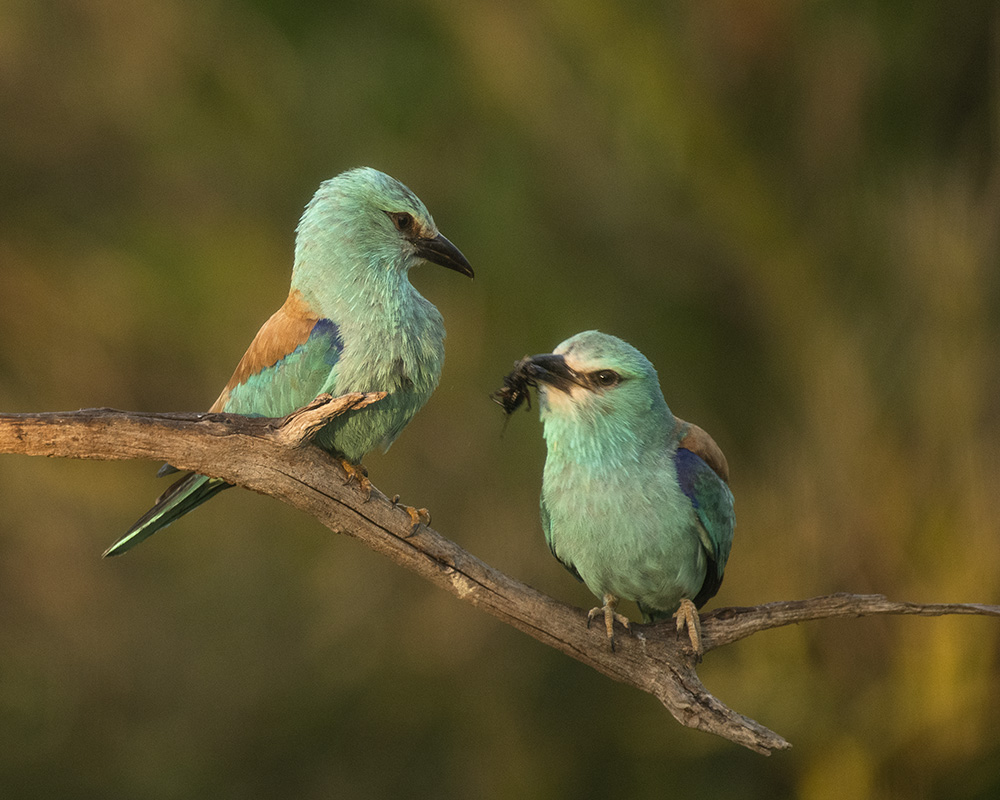 Liebesgeflüster unter Blauracken :-)