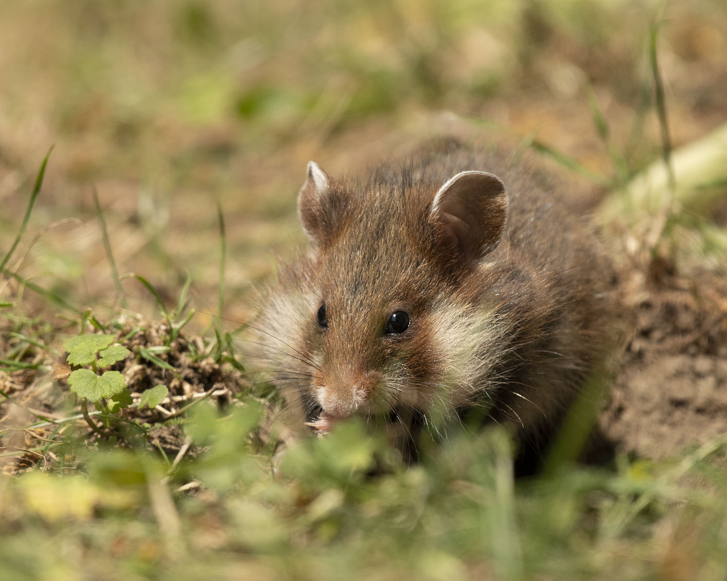 Feldhamsterbaby