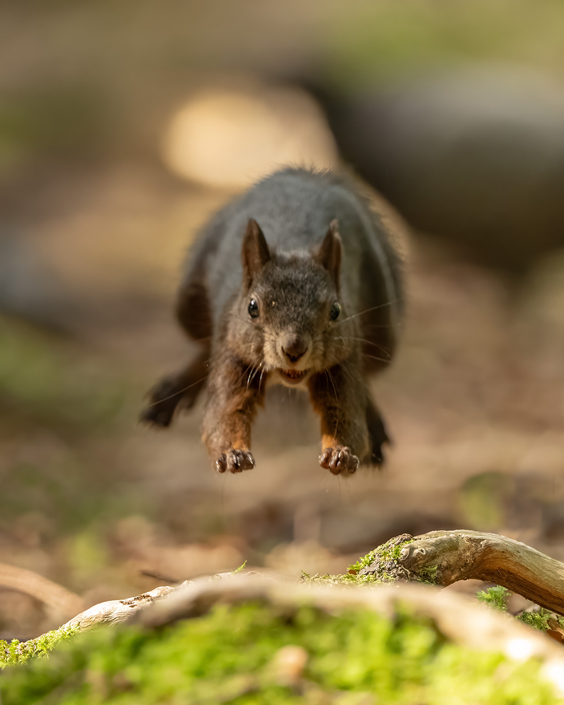 fliegendes Eichhörnchen :-)