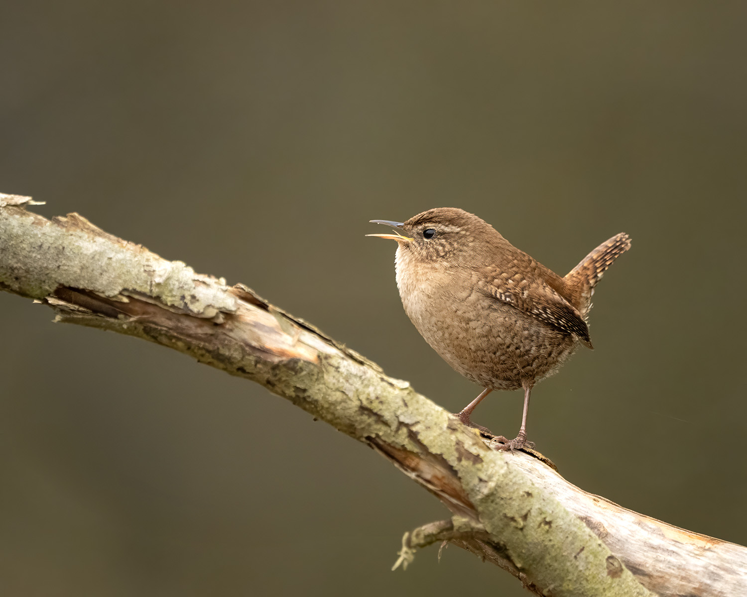 ewig singender Zaunkönig