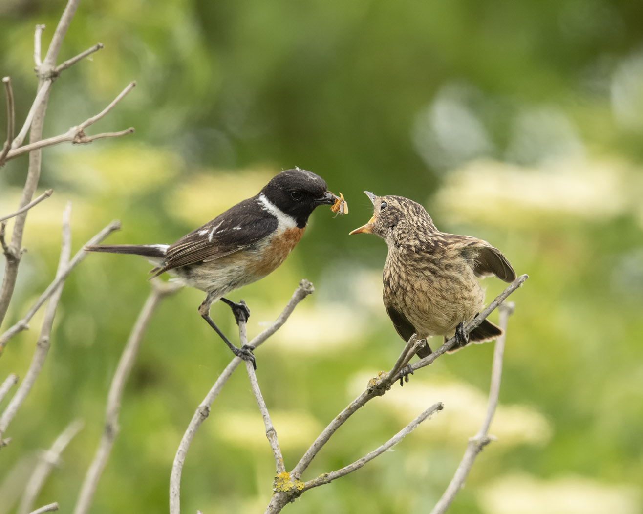 Schwarzkehlchenfütterung