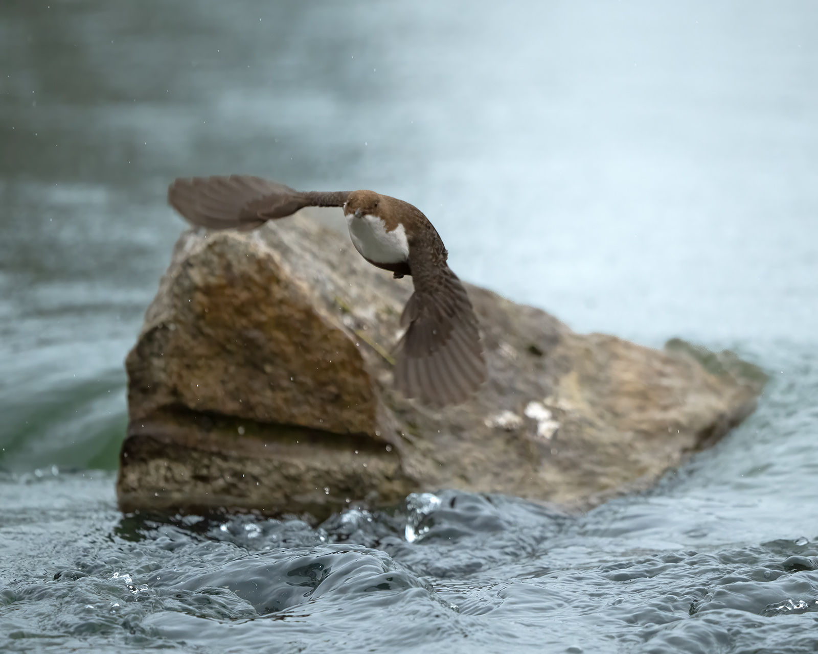 Wasseramsel