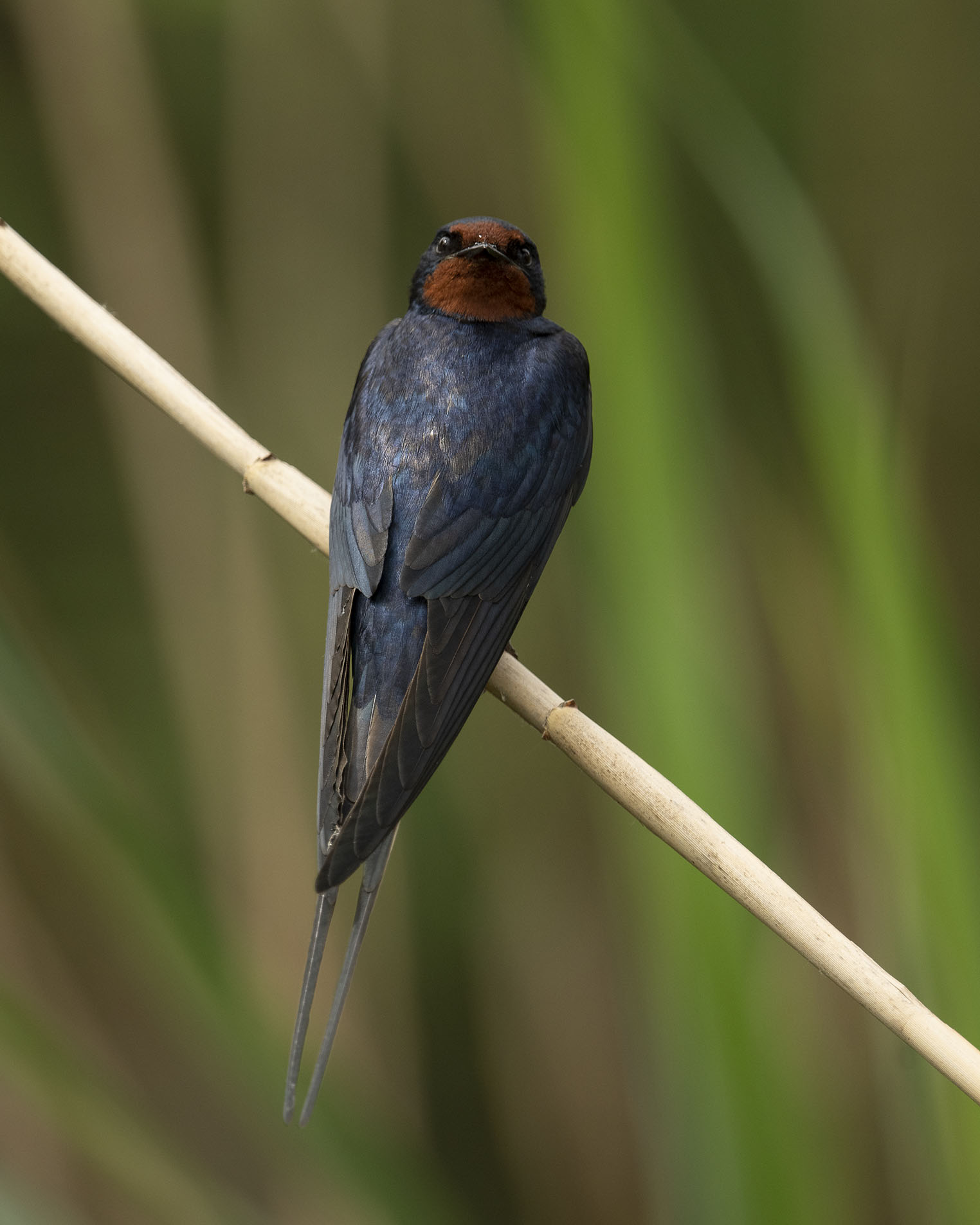 Rauchschwalbe mal in nahhhhh