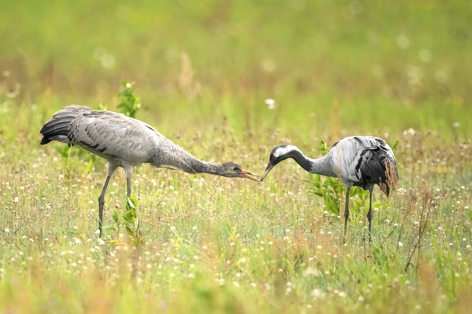 Es lohnt doch immer, ein wenig zu betteln :-)