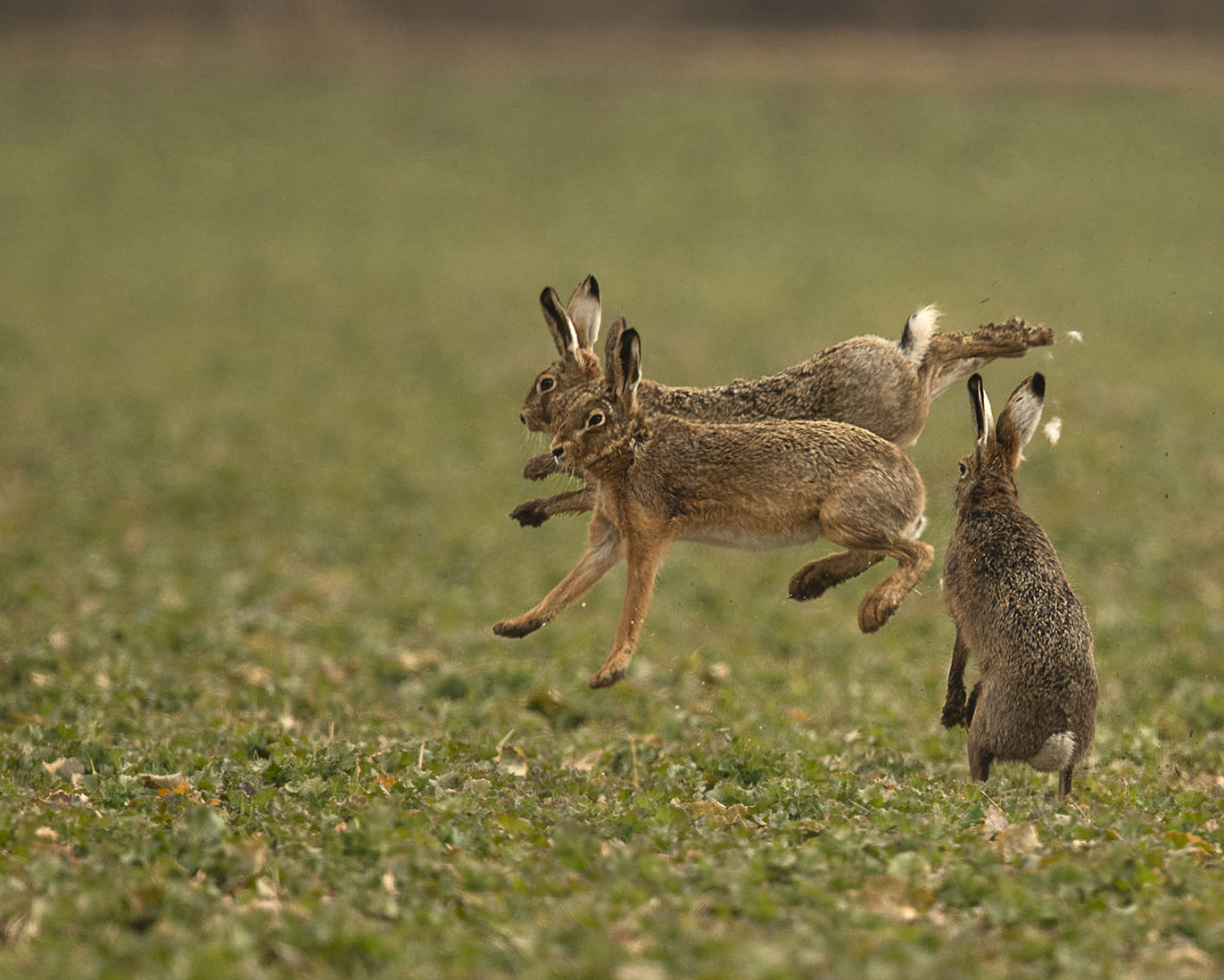 Synchronspringen :-)