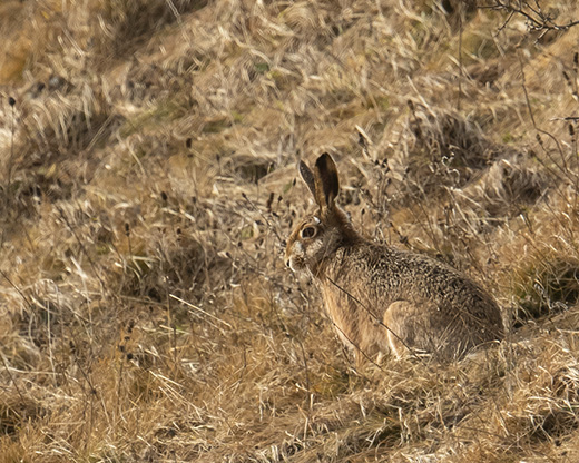 Feldhasen