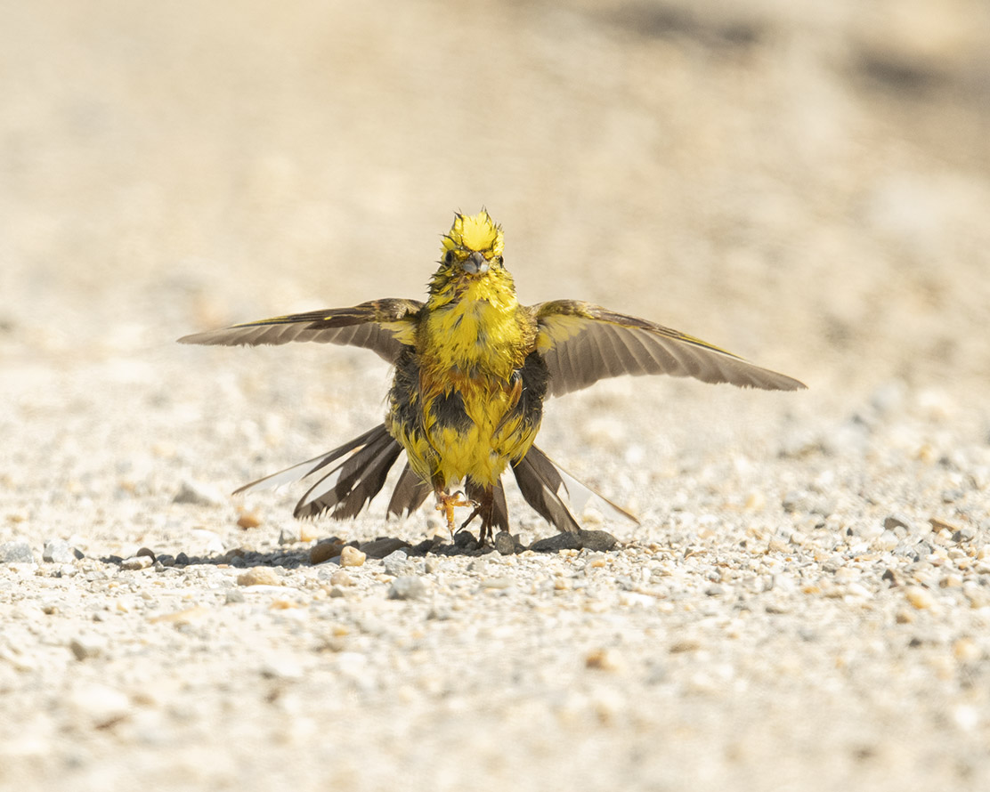 und ab raus aus dem Wasser, damit das Gefieder trocken wird...