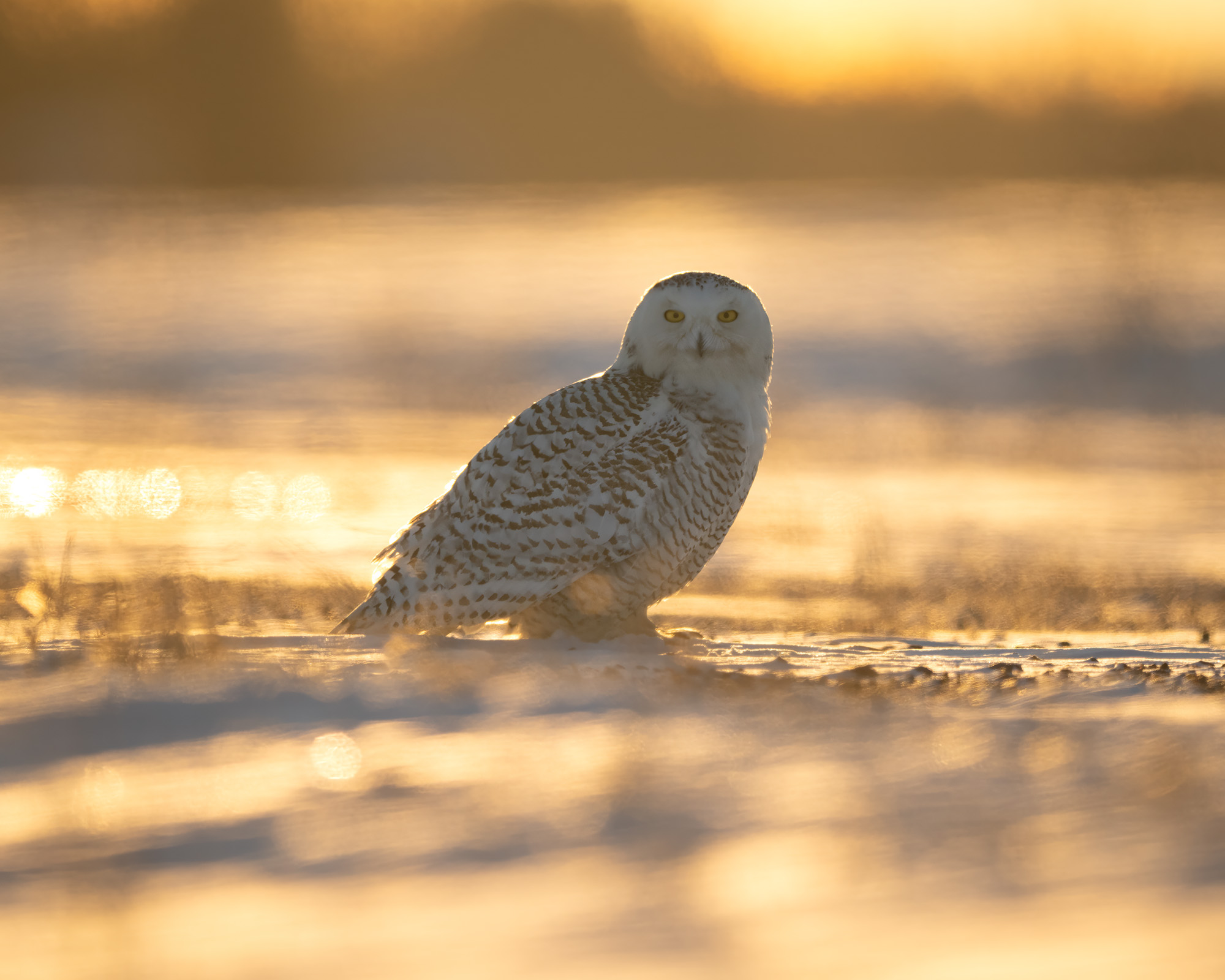 Schneeeule im Sonnenuntergang