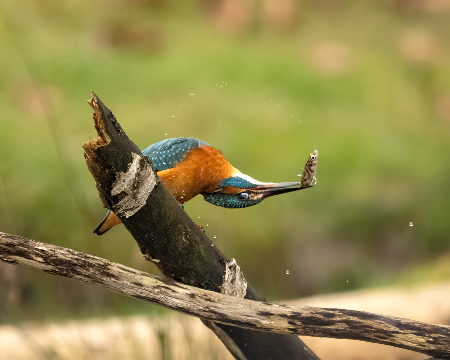 endlich mal wieder einen Eisvogel erwischt :-)