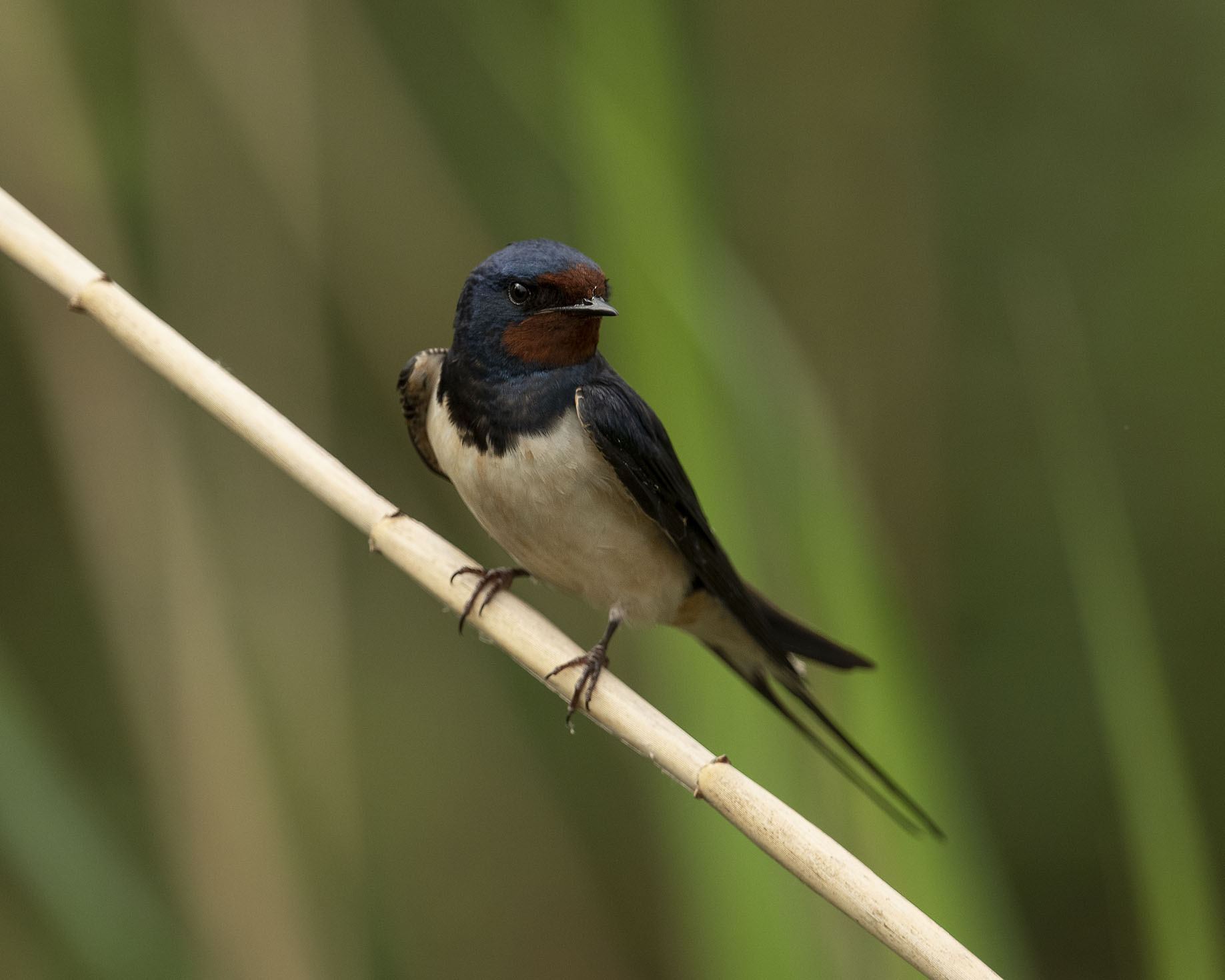 Rauchschwalbe mal in nahhhhh