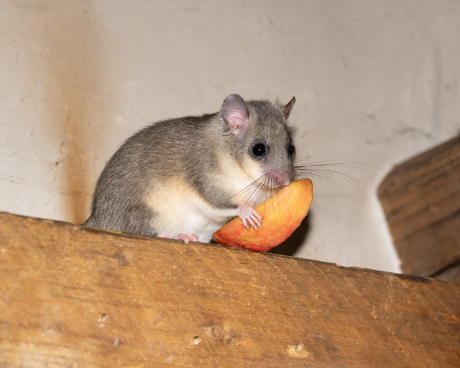 Siebenschläfer freut sich über ein Stück Apfel