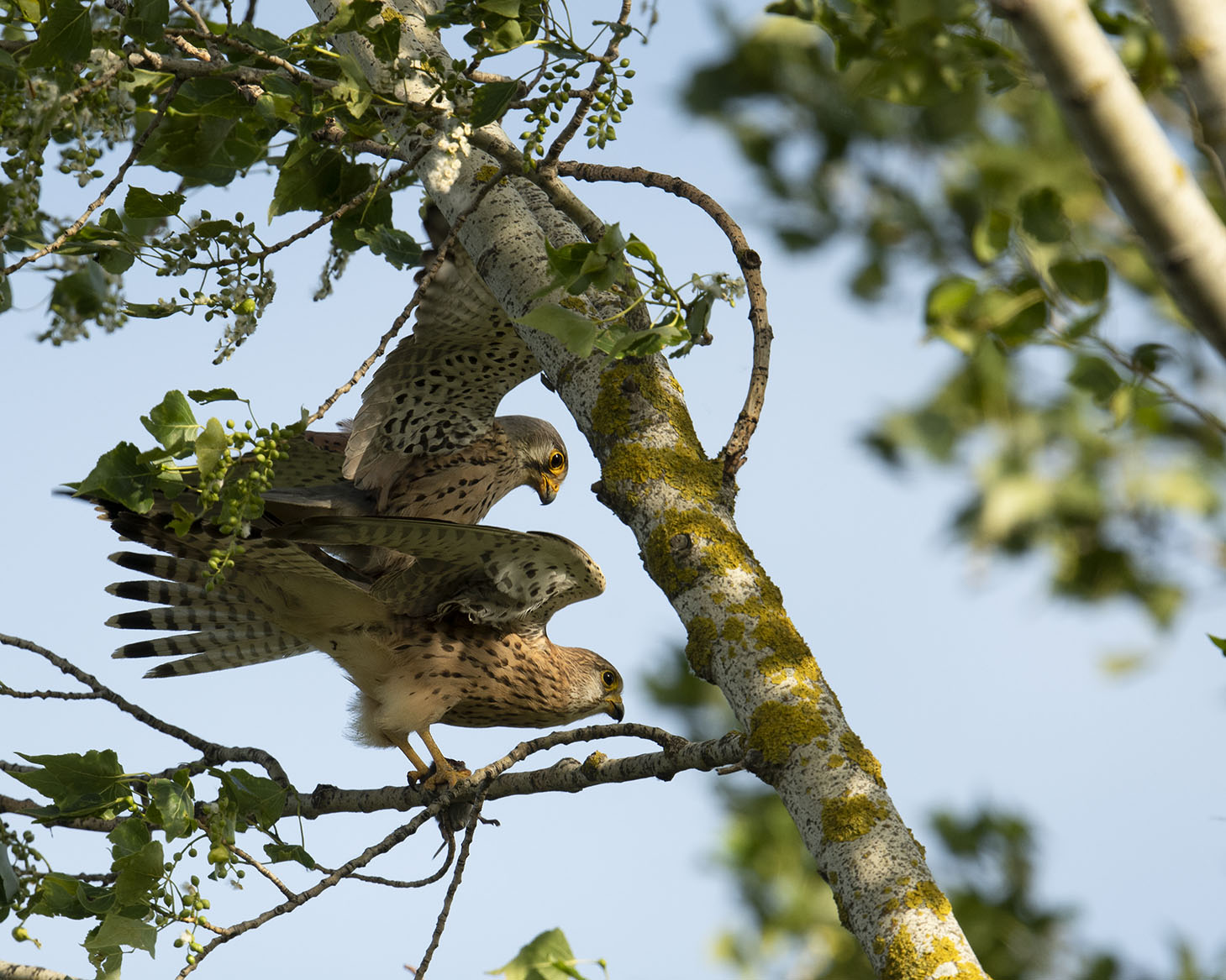 Paarung der Turmfalken