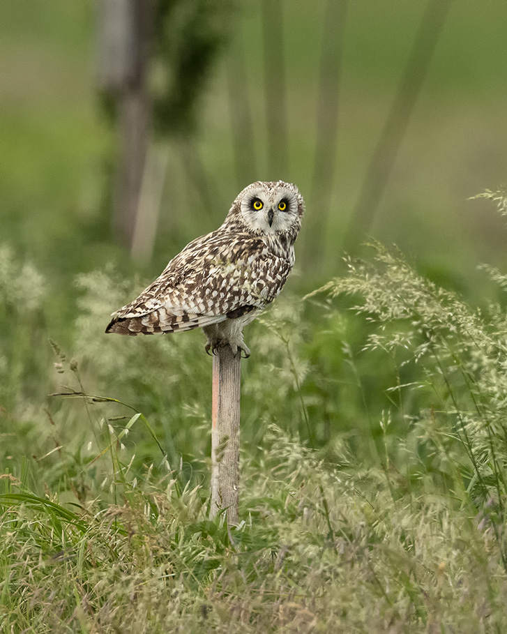Sumpfohreule