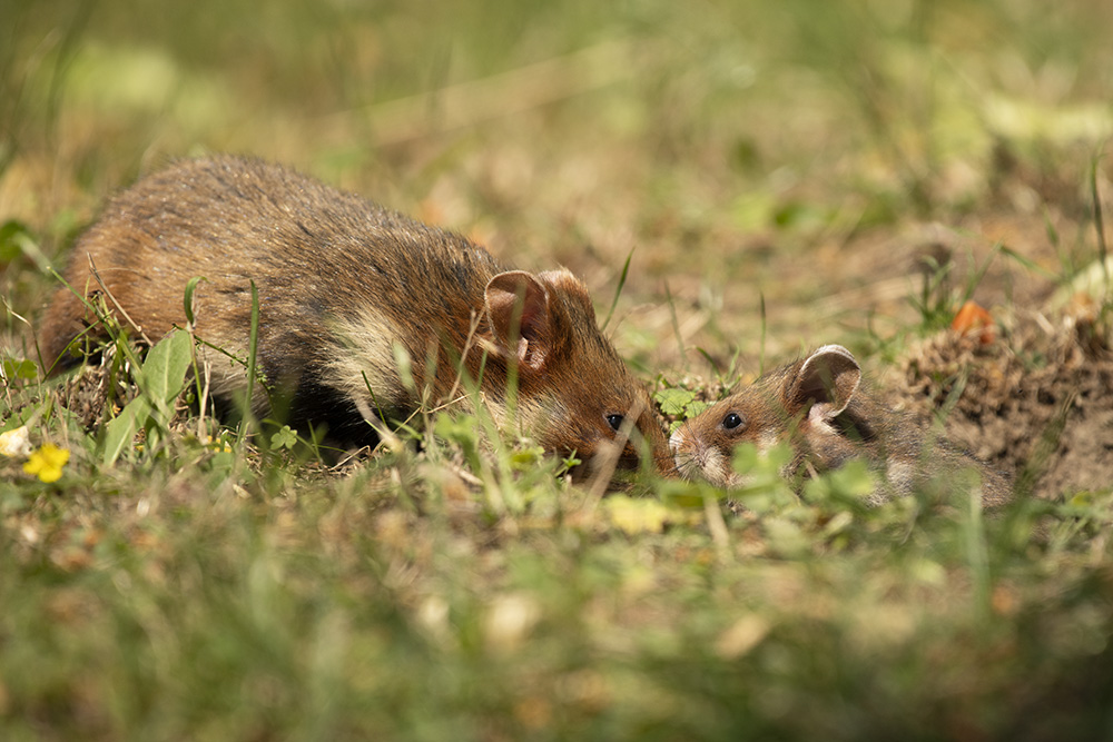 Feldhamster mit Baby