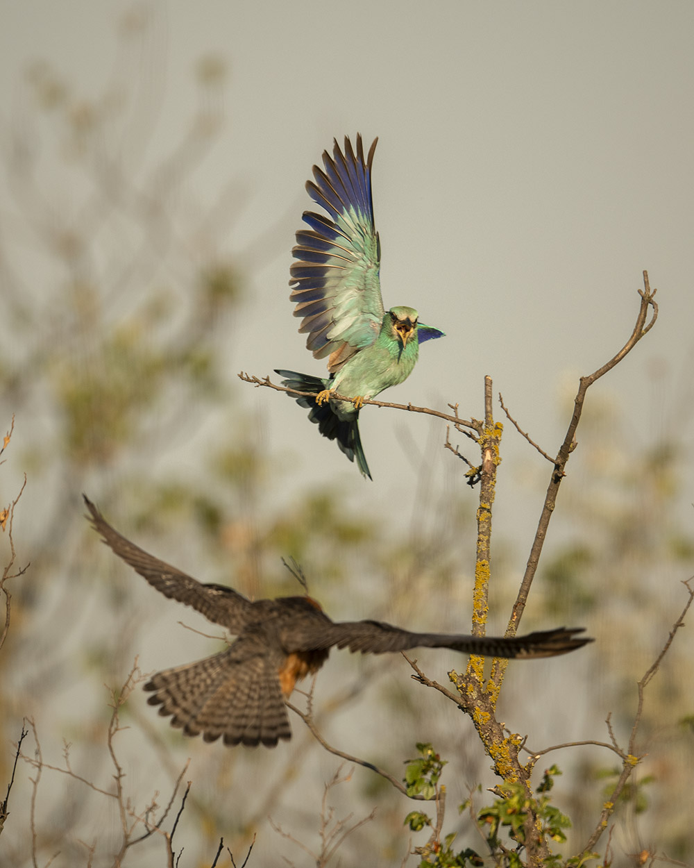 Blauracke mit Rotfußfalken im Anflug