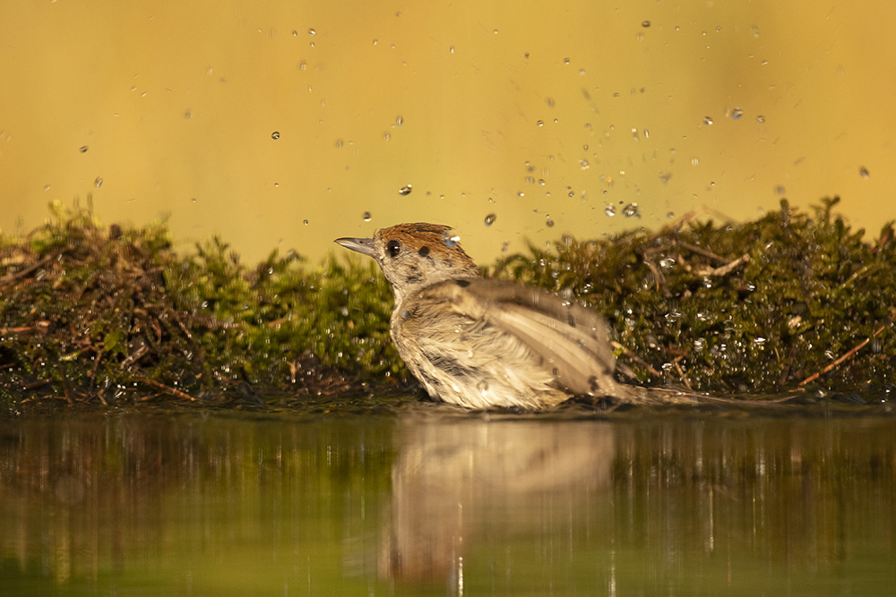 Mönchsgrasmücke weiblich