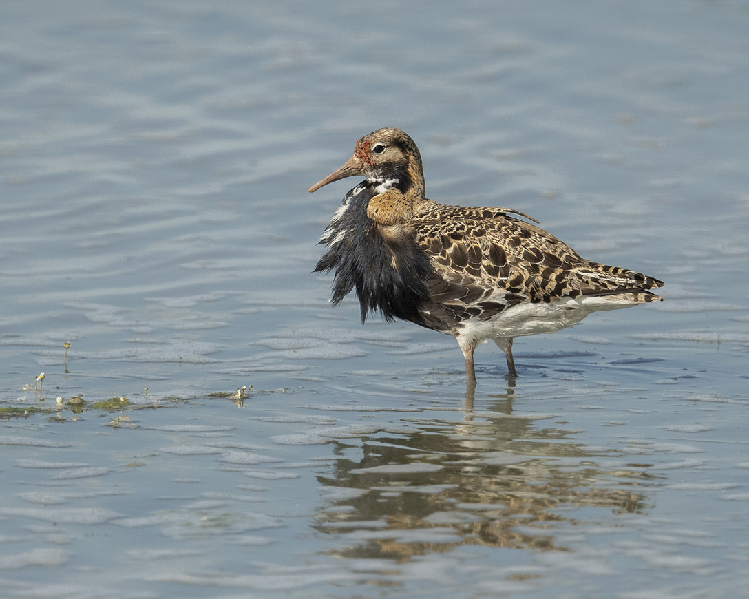 Kampfläufer im Prachtkleid