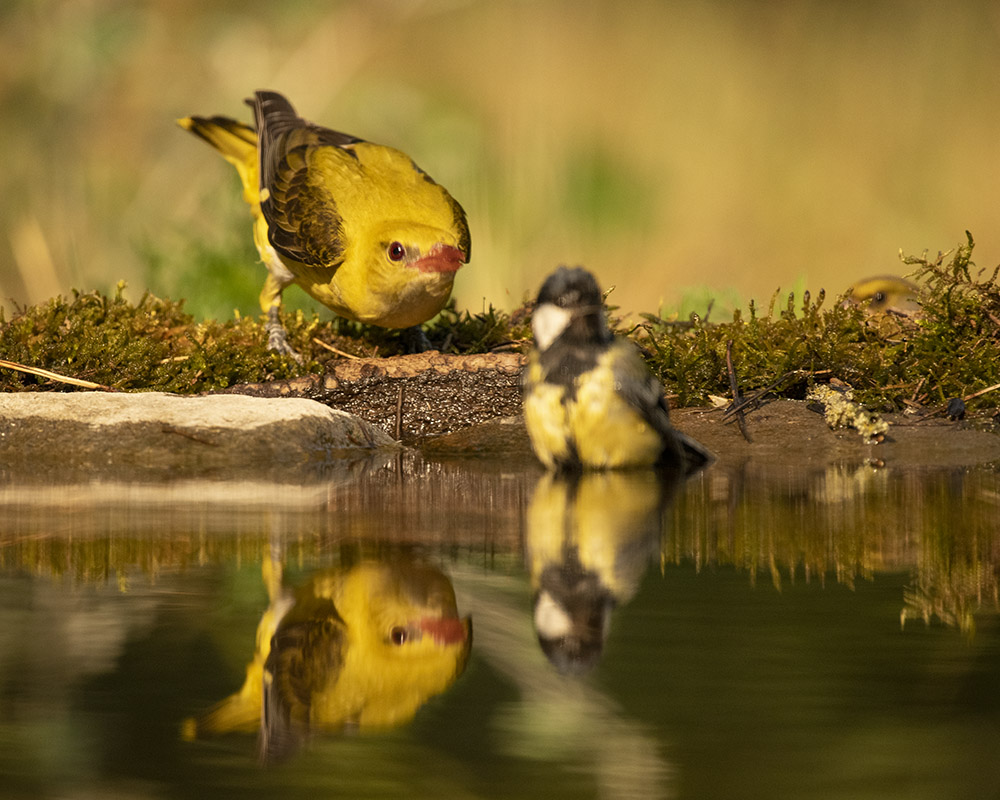 Pirol mit Kohlmeise im Vordergrund