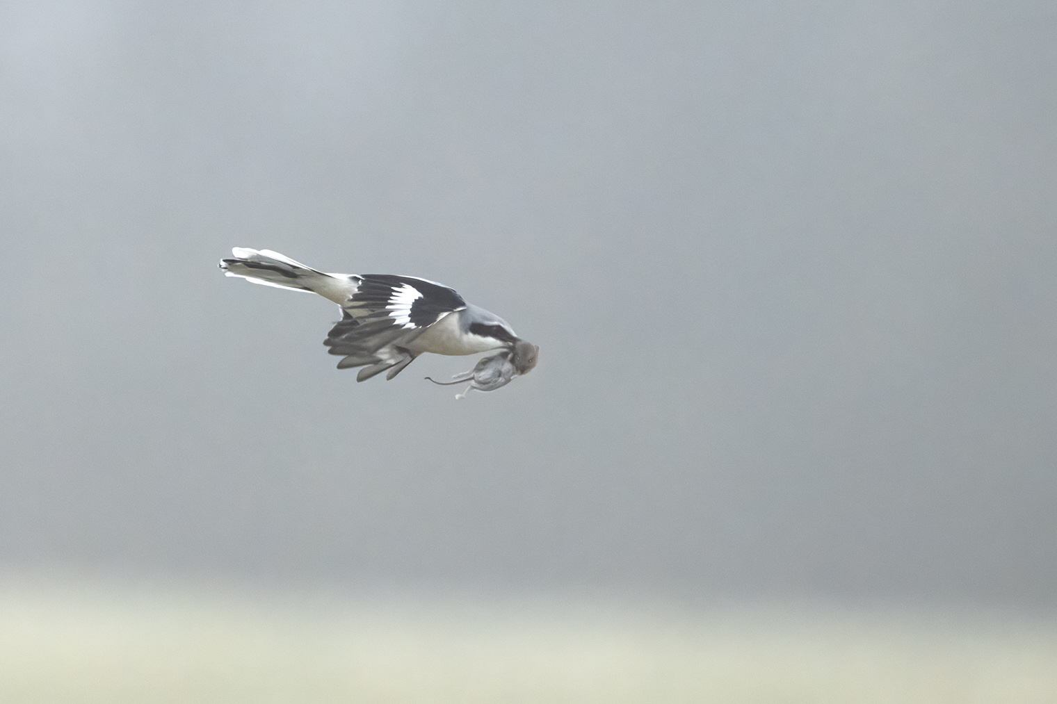 Raubwürger leider im totalen Nebel....
