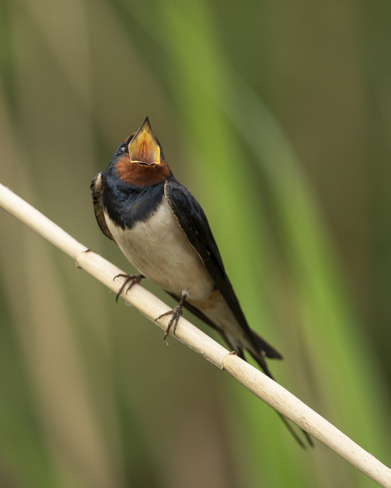 Rauchschwalbe mal in nahhhhh