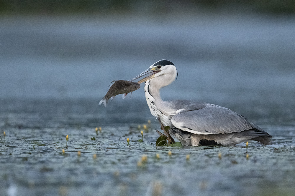 Graureiher mit fetter Beute