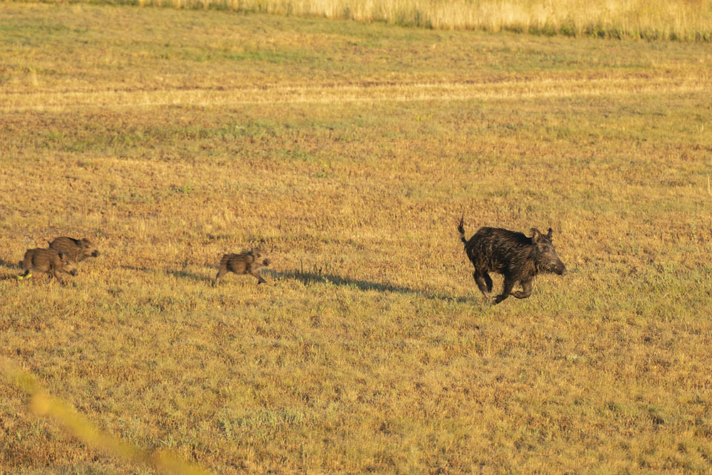 Beifang: kam die Wildsau mit ihren Jungen vorbei galoppiert :-)