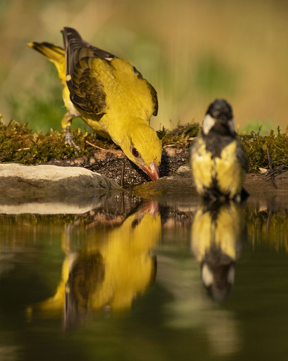 Pirol stillt seinen Durst