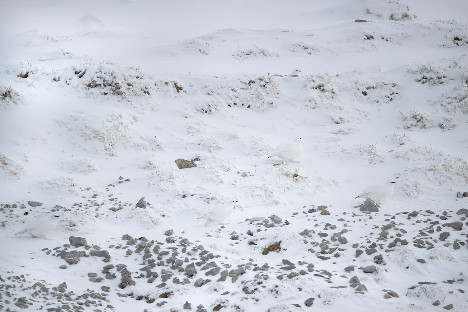 Schneehuhn Suchbild 1