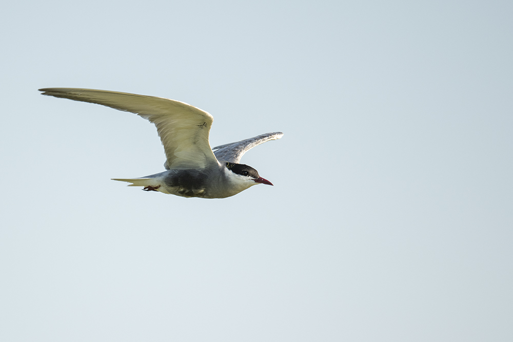 Weißbart-Seeschwalbe