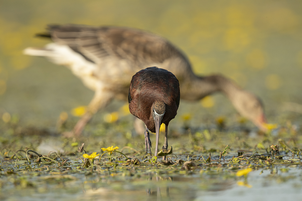 Größenvergleich: Brauner Sichler und Graugans im Hintergrund