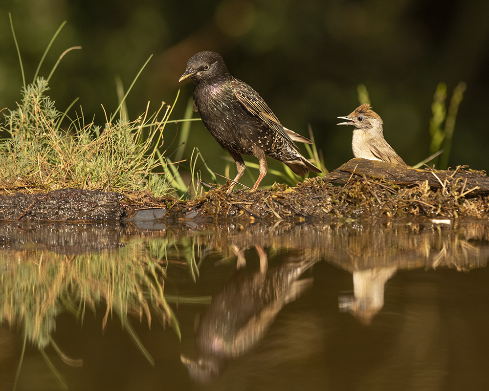 Mönchsgrasmückenmädchen sucht das Gespräch mit dem Star :-)