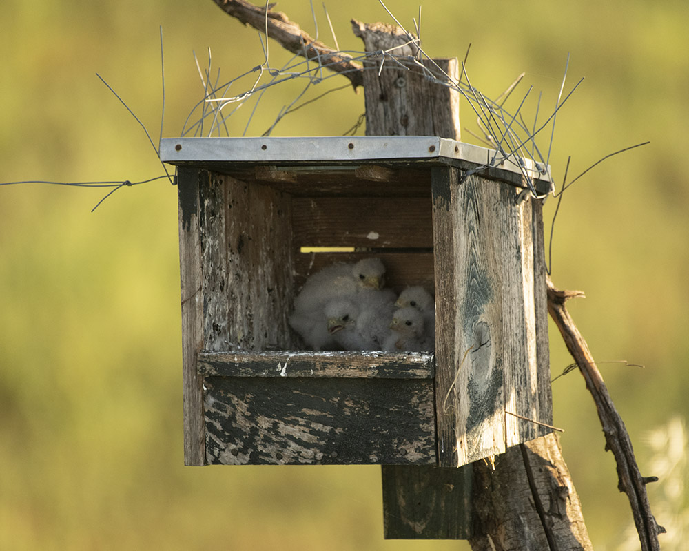 Rotfußfalke mit ihren Babys