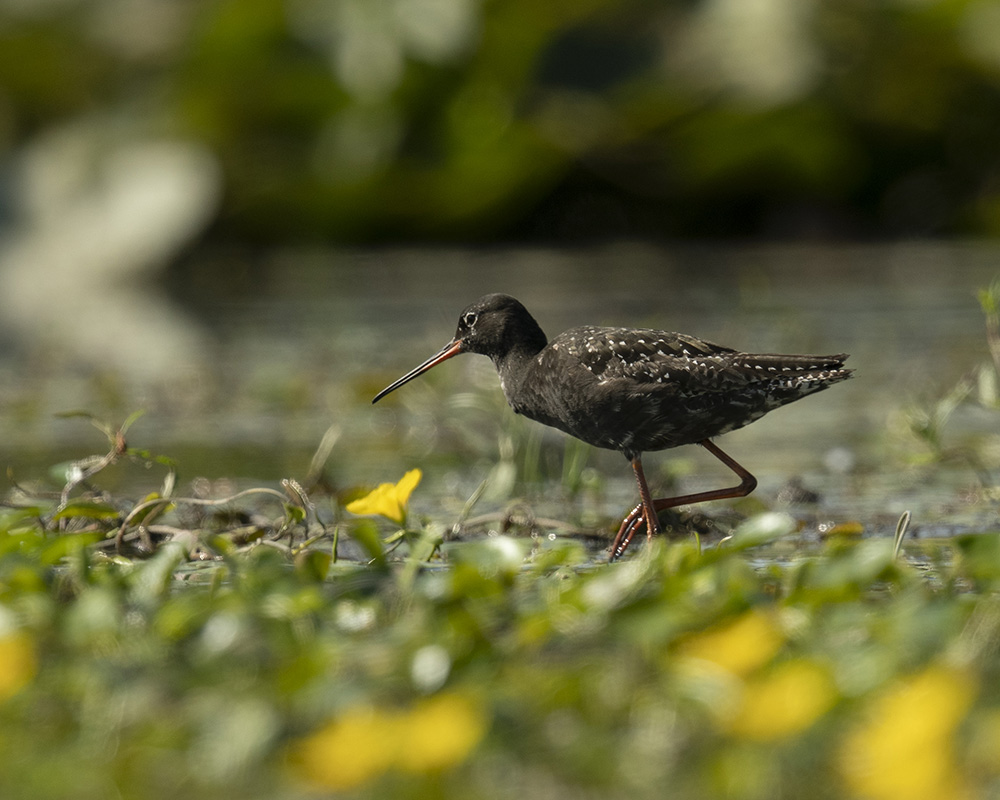 Dunkler Wasserläufer