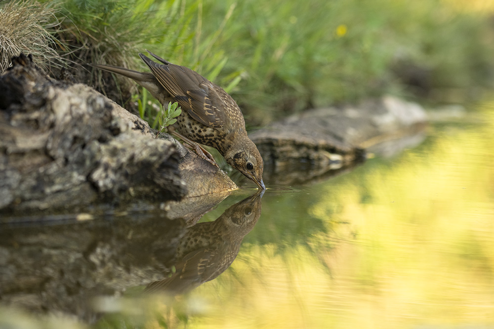 durstige Singdrossel