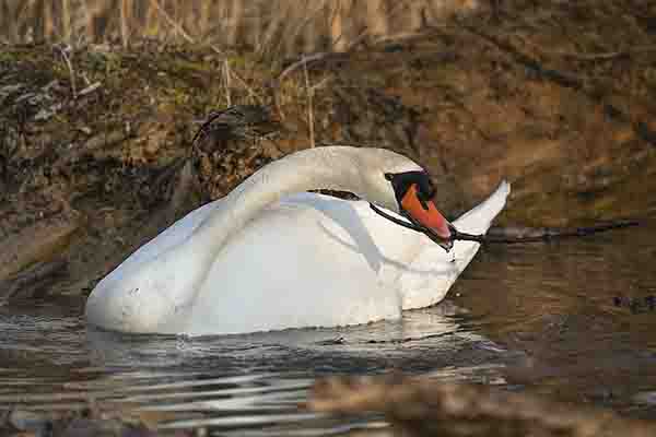 Schwan beim Nestbau