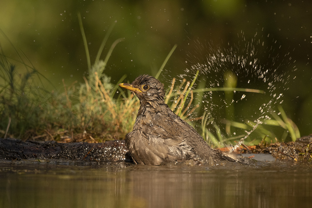 badendes Amselweibchen