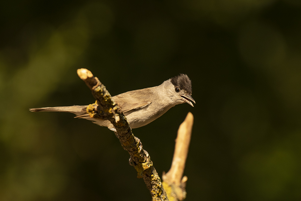 Mönchsgrasmücke männlich