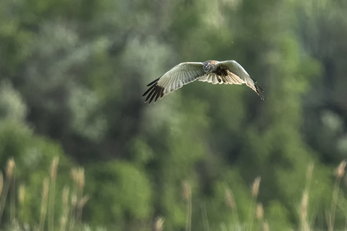 Rohrweihe jagte leider nie in meiner Nähe