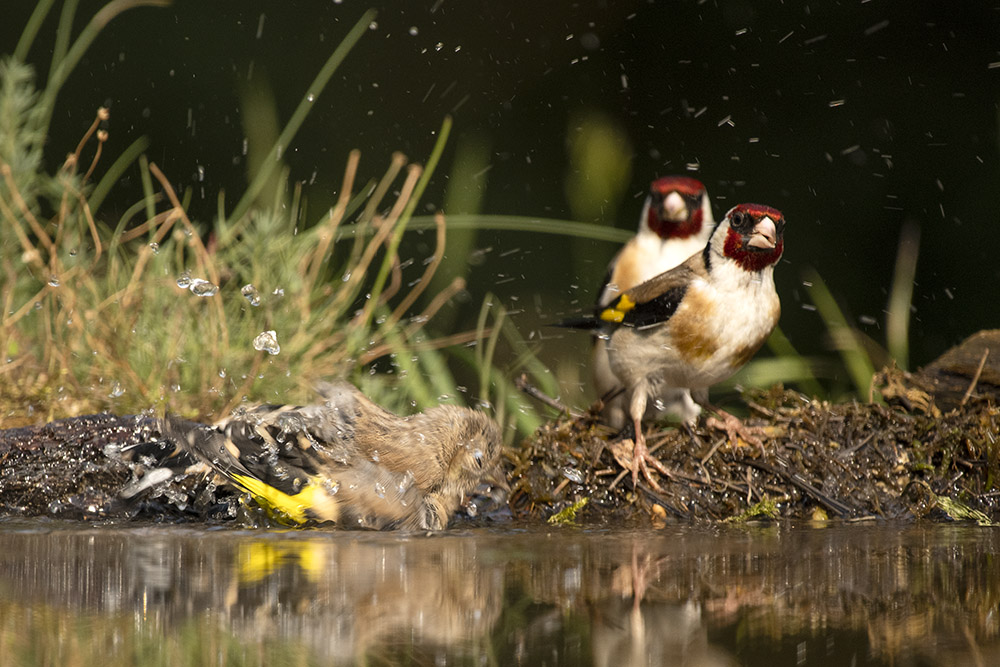 Babystieglitz badet unter den kritischen Augen der Eltern....