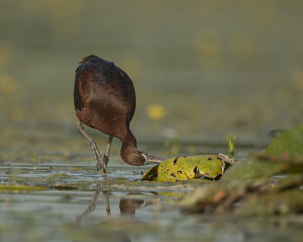Brauner Sichler auf Nahrungssuche