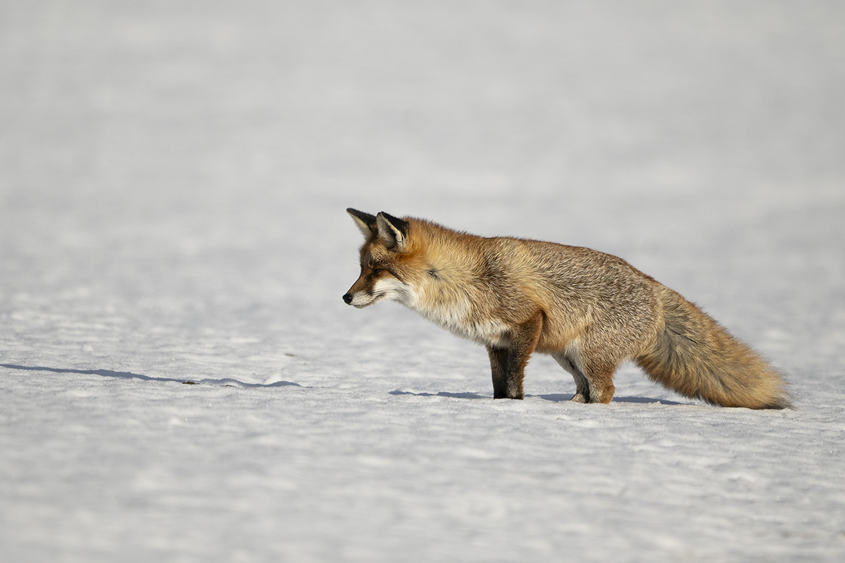 mein schöner Winterfuchs hat ein Mäuschen unter dem Schnee erspäht....