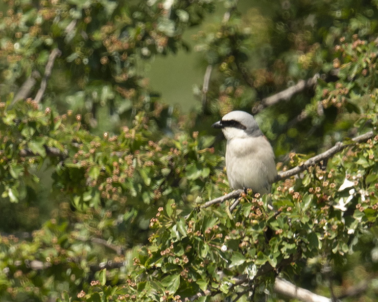 tauchte plötzlich für 2 Sekunden ein Raubwürger auf....