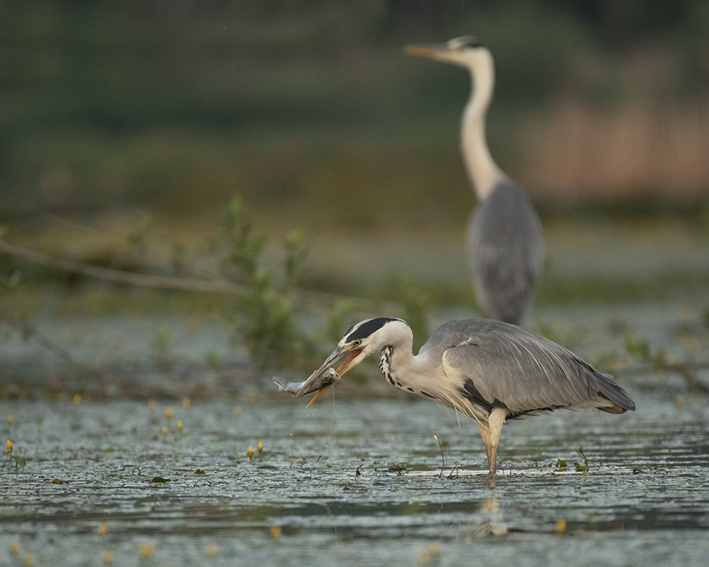 Graureiher kämpft mit seiner fetten Beute