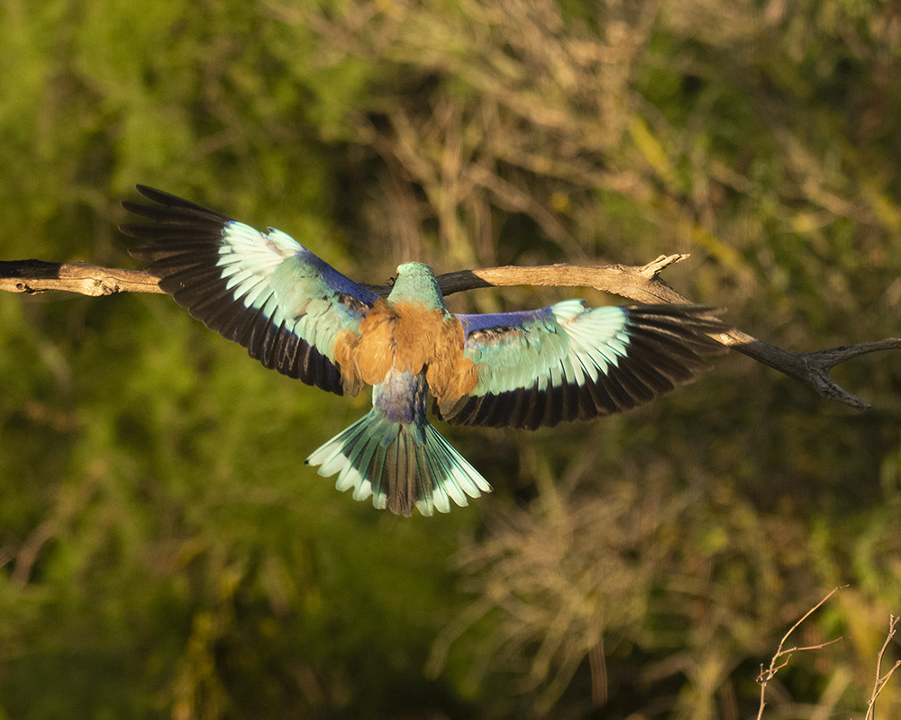 Sooo schön schaut eine Blauracke von hinten aus