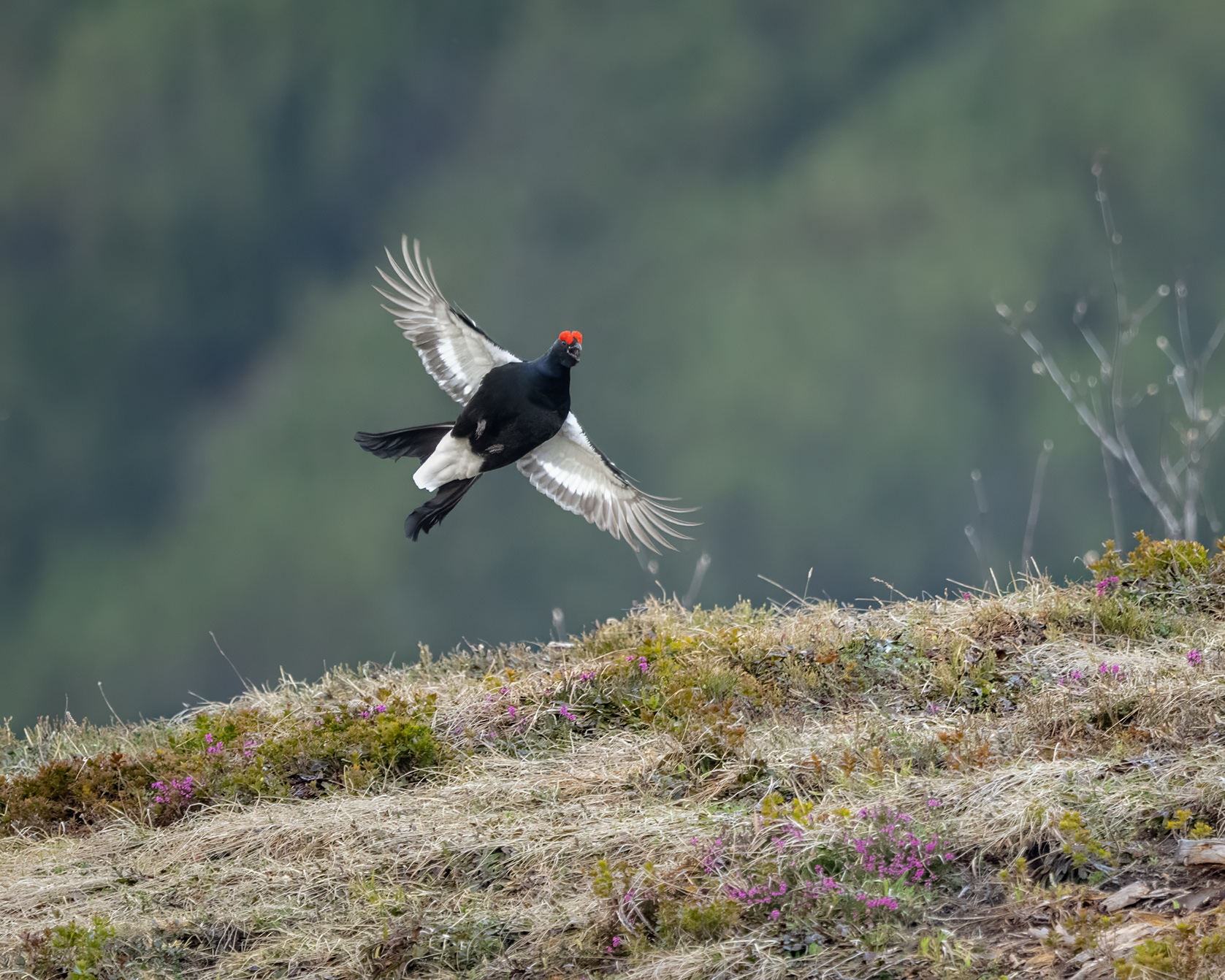 Birkhahn