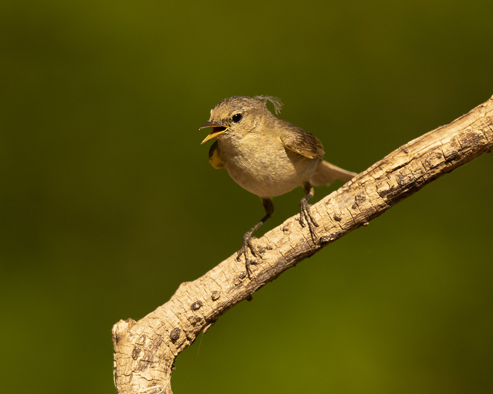 junge Nachtigall - danke Brigitte